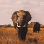 leadershp elephant