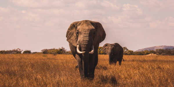 leadershp elephant