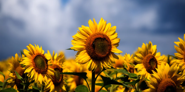 mental health sunflower